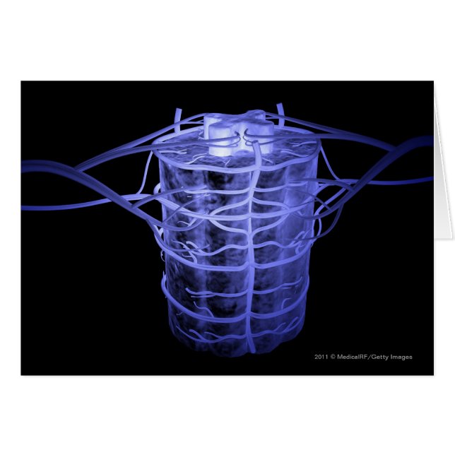 Arteries surrounding part of the spinal column (Front Horizontal)