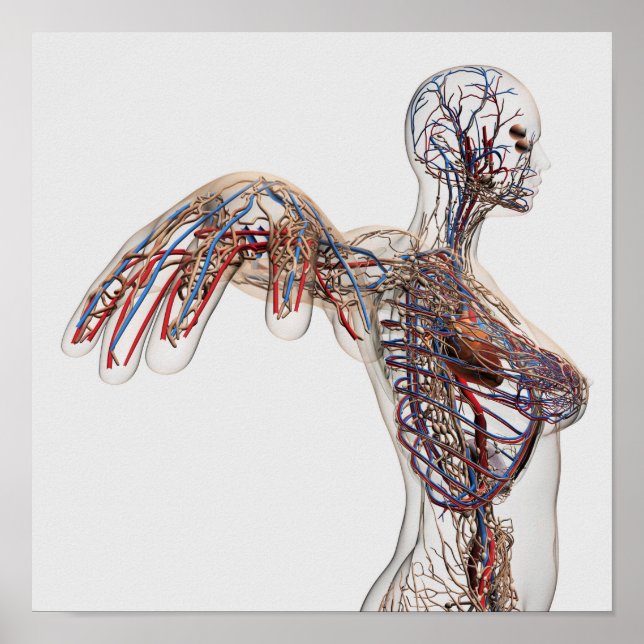 Arteries, Veins, And Lymphatic System 2 Poster (Front)