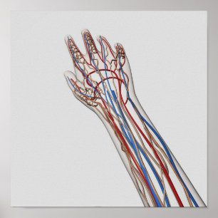 Arteries, Veins, And Lymphatic System 3 Poster