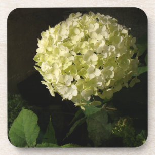 Artful Annabelle Hydrangea Bloom Coaster