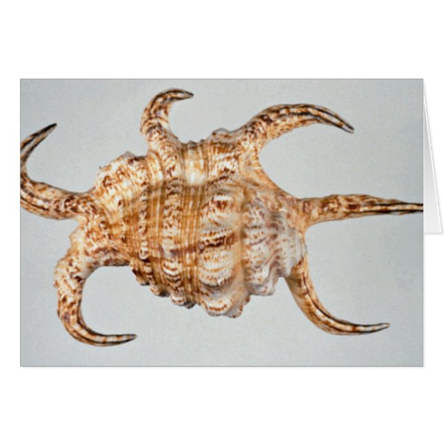 Arthritic spider, conch (Front Horizontal)