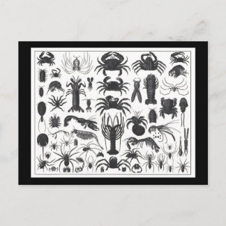 Arthropoda: spiders, crabs, lobsters B&W pattern Postcard