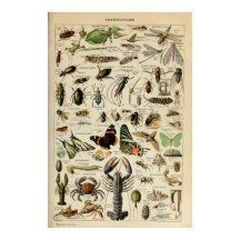 Arthropods - Collection of invertebrate animals