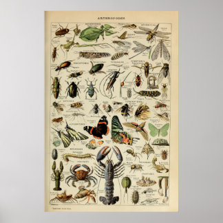 Arthropods - Collection of invertebrate animals Poster