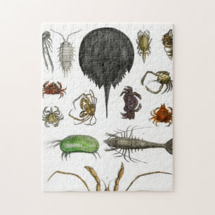 arthropods jigsaw puzzle