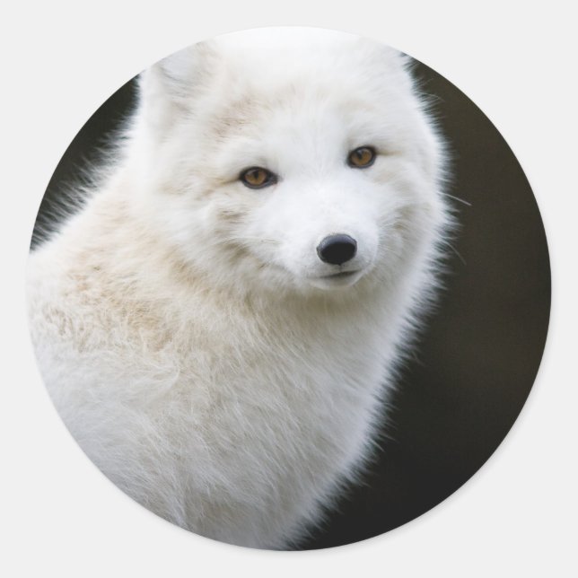Artic Fox Classic Round Sticker (Front)