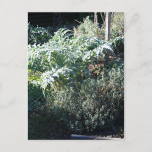 Artichoke and Lavender Postcard