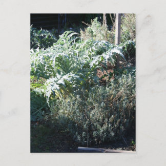 Artichoke and Lavender Postcard