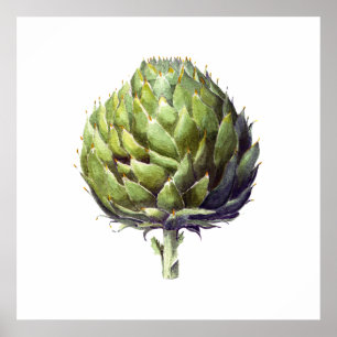 Artichoke botanical watercolour art poster