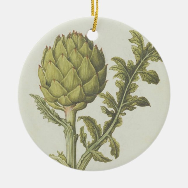 Artichoke: Cynara scolymus, c.1568 Ceramic Tree Decoration (Front)
