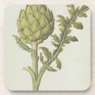 Artichoke: Cynara scolymus, c.1568 Coaster