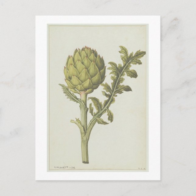 Artichoke: Cynara scolymus, c.1568 Postcard (Front)
