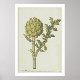 Artichoke: Cynara scolymus, c.1568 Poster