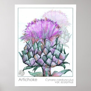 Artichoke Plant Purple Flowers Medicinal Herb Art Poster