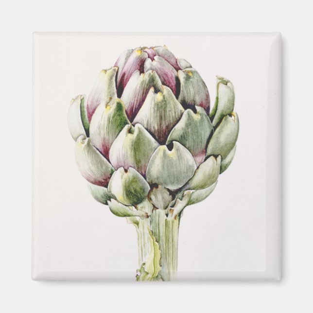 Artichoke Study 1993 Magnet (Front)