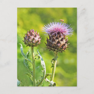 Artichoke Thistle Postcard
