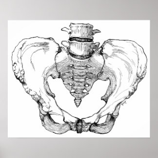 Articulated Pelvis Poster
