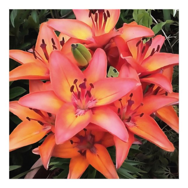 Artisitc Coral Coloured Garden Lilies Photo Print (Front)