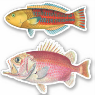 Artist Impression Tropical Fish Illustration Vinyl