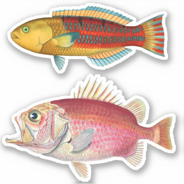Artist Impression Tropical Fish Illustration Vinyl (Front)