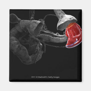 Artistic 3d rendering of the spleen magnet