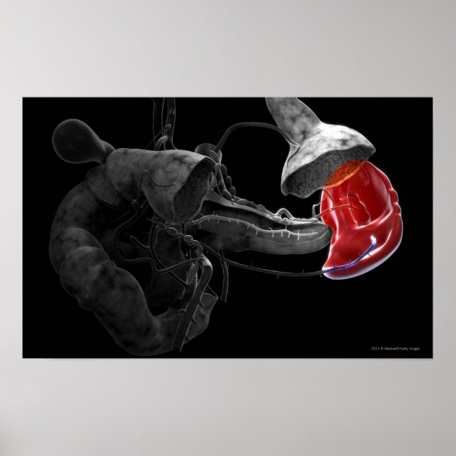 Artistic 3d rendering of the spleen poster (Front)