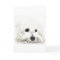 Artistic Bichon head aquarelle