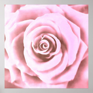 Artistic Big Pale Pink Rose Poster
