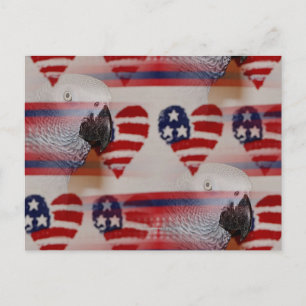 Artistic Blurry 4th of July African Grey Postcard