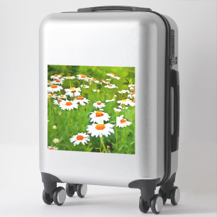 Artistic Bright and Colourful White Garden Daisies
