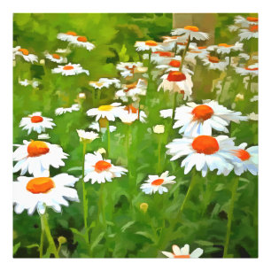 Artistic Bright and Colourful White Garden Daisies Photo Print