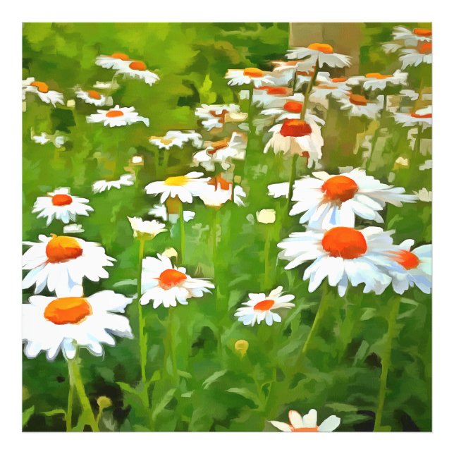 Artistic Bright and Colourful White Garden Daisies Photo Print (Front)