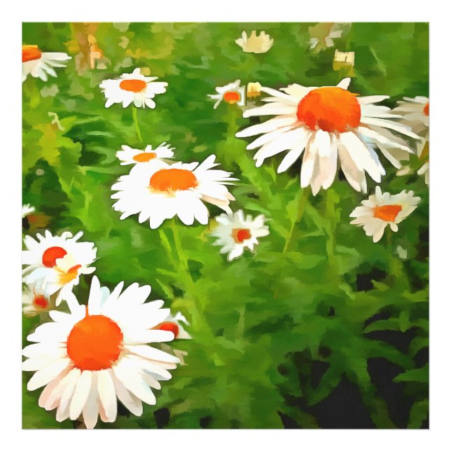 Artistic Bright Colourful White Garden Daisies v4b Photo Print (Front)