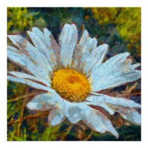 Artistic Close Up of a Marguerite Daisy Flower  Poster