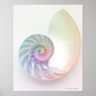 Artistic coloured nautilus image poster
