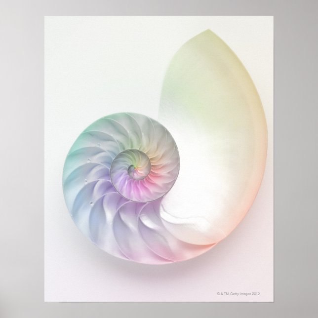 Artistic coloured nautilus image poster (Front)