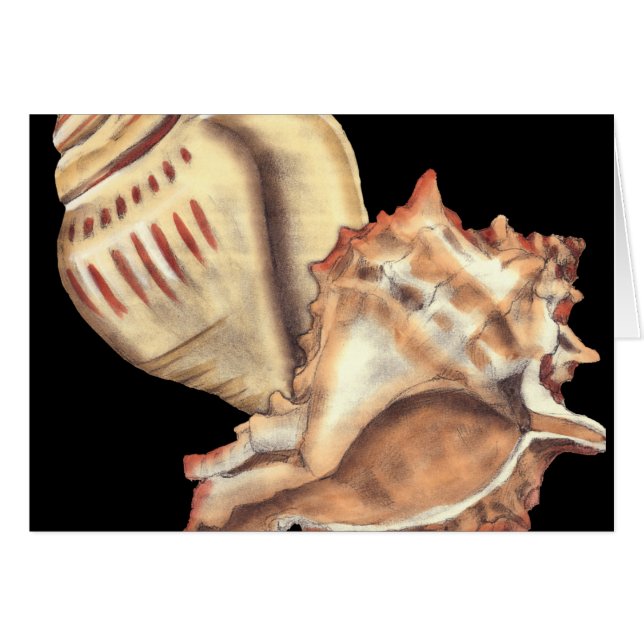 Artistic Conch Shells (Front Horizontal)