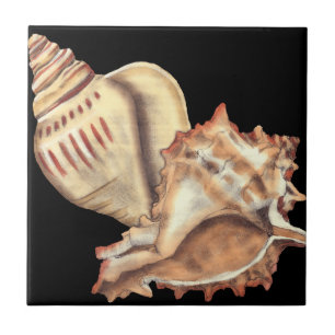 Artistic Conch Shells Ceramic Tile