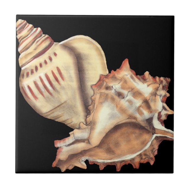 Artistic Conch Shells Ceramic Tile (Front)