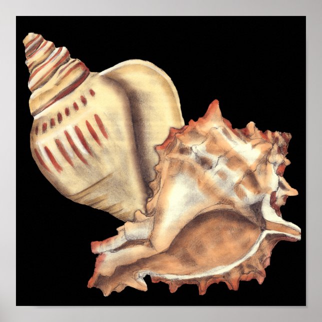 Artistic Conch Shells Poster (Front)