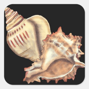 Artistic Conch Shells Square Sticker