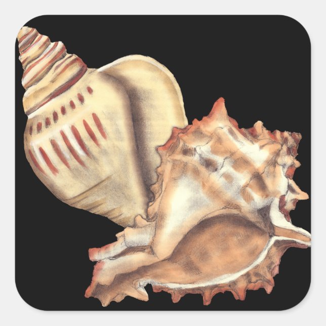 Artistic Conch Shells Square Sticker (Front)