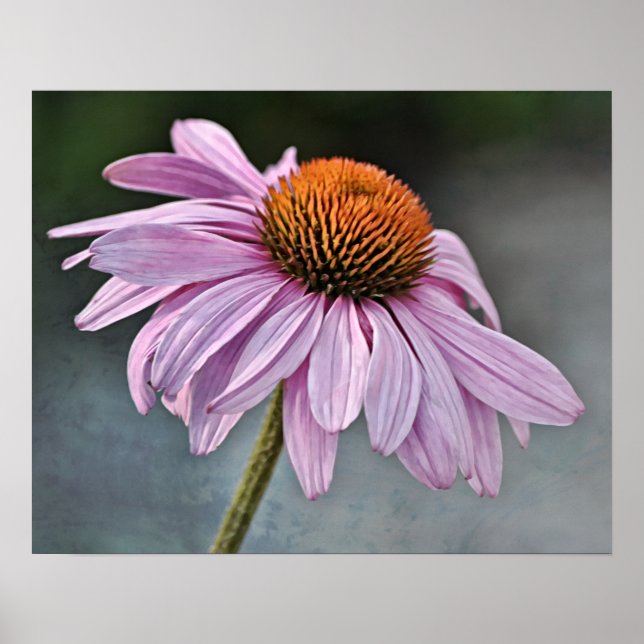 Artistic Coneflower Photographic Art Print (Front)