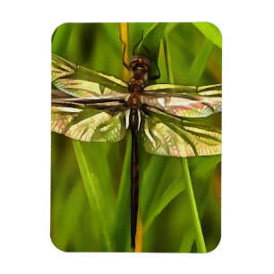 Artistic Dragonfly In Brown And Yellow On Green Magnet