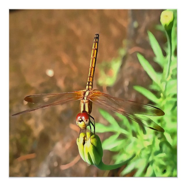 Artistic Dragonfly Resting On A Flower Head Poster (Front)