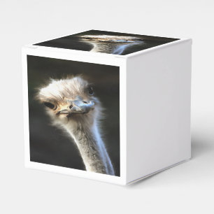 Artistic Ostrich Portrait With Goofy Expression Favour Box