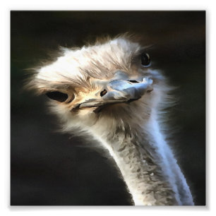Artistic Ostrich Portrait With Goofy Expression Photo Print