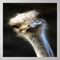 Artistic Ostrich Portrait With Goofy Expression