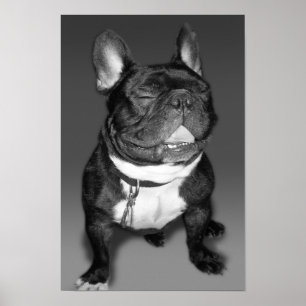 Artistic Photography of A French Bulldog Smile Poster