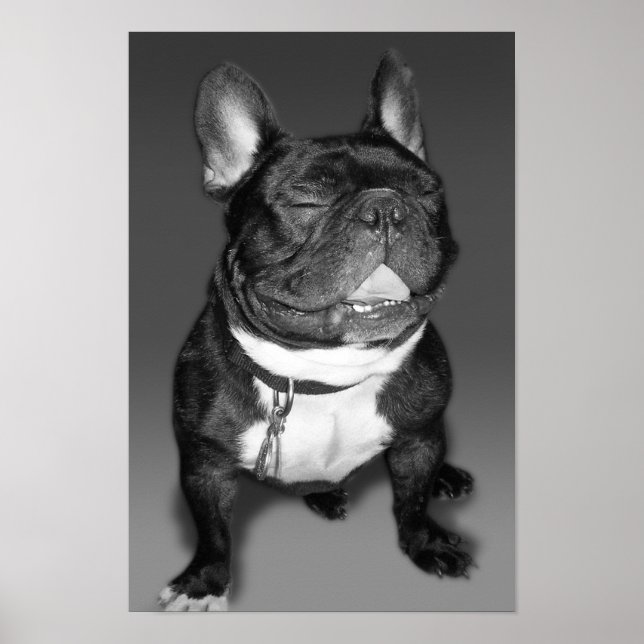 Artistic Photography of A French Bulldog Smile Poster (Front)